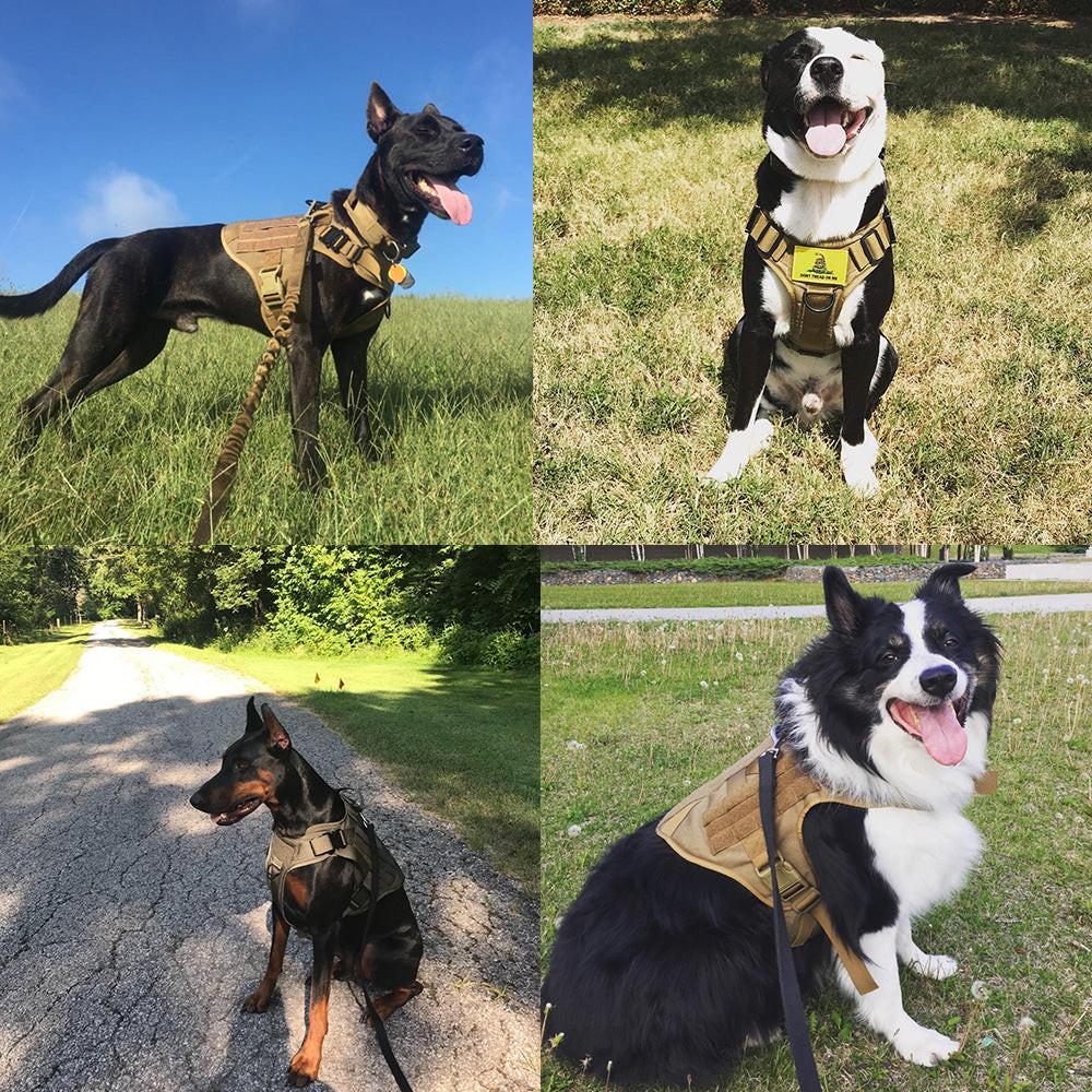 Ensemble Harnais et Laisse Tactique pour Chien.
