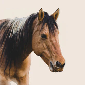 Pour chevaux