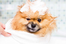 Kit de toilettage pour animaux | Solution de soins à domicile sans stress