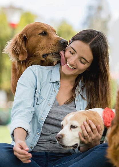 Kit de promenade et de voyage pour chien | Ensemble propre et contrôle